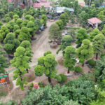 vườn tùng đông anh tùng la hán