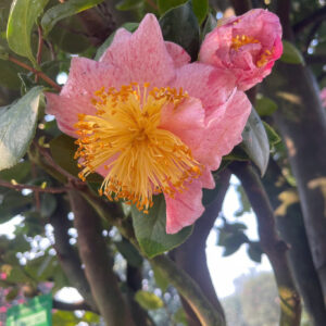 Hoa trà 2 màu 1903