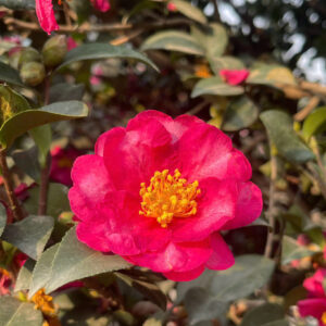 Trà đỏ 2 giống 19227