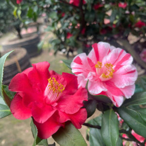 Hoa trà 3 màu 20015