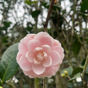 Trà hồng cánh xếp 221403