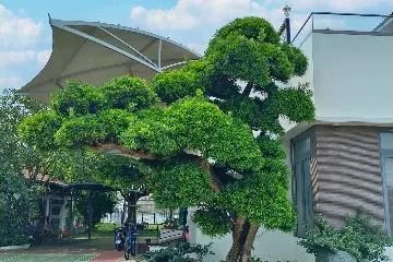 Phong cách thiết kế cảnh quan sân vườn với Tùng La Hán