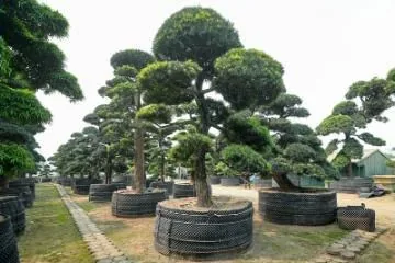 Kinh nghiệm chăm sóc cây Tùng La Hán chuẩn từ chuyên gia