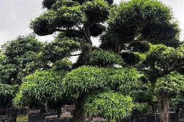 Hướng dẫn cách chọn cây Tùng La Hán, dáng thế đẹp chuẩn