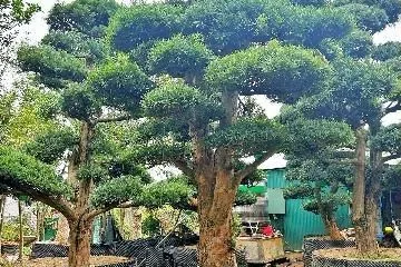 Hướng dẫn cách tạo dáng Tùng La Hán dáng trực chuẩn đẹp