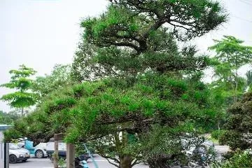 Quy trình chăm sóc cây Thông Đen Nhật Bản chuẩn Nhật