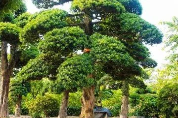 Hướng dẫn cách chăm sóc Tùng La Hán trồng chậu đúng cách