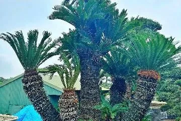 Cây Vạn Tuế hợp mệnh gì, tuổi gì? Vị trí đặt cây chuẩn phong thuỷ