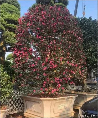 Hoa Trà