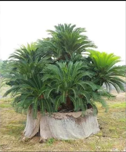 Vạn Tuế