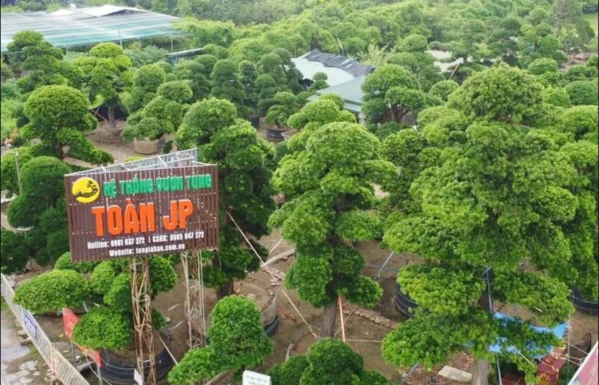 Vườn Tùng Toàn JP