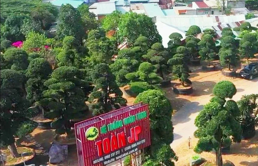 Vườn Tùng Toàn JP
