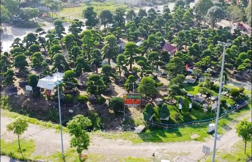 Vườn Tùng Toàn JP tại Trường Sa, Hà Nội