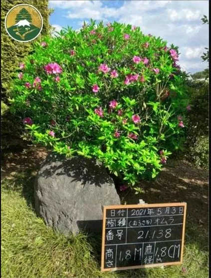 Đỗ Quyên