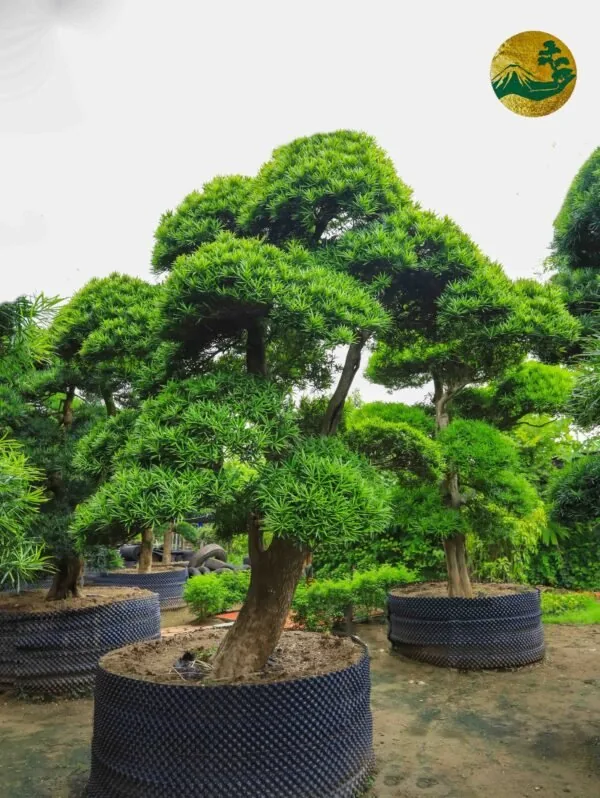 Vườn Lâm Viên Thiên Tùng
