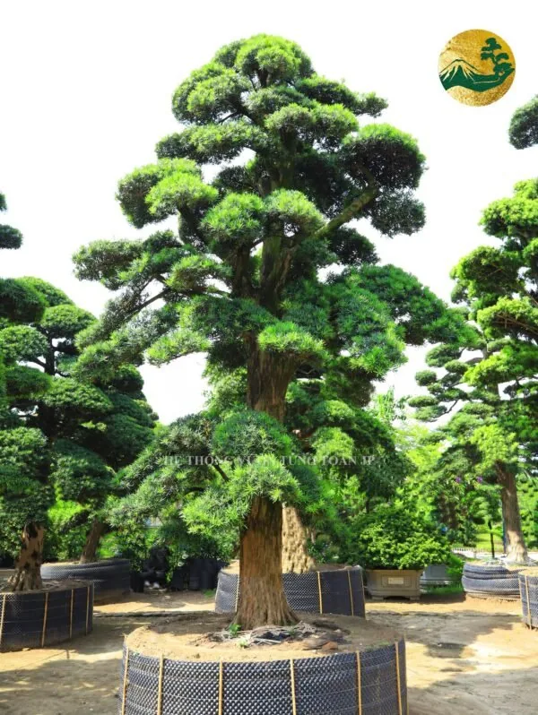 Tùng La Hán tại Vườn Tùng Toàn JP