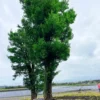 Tùng Xổng 20086