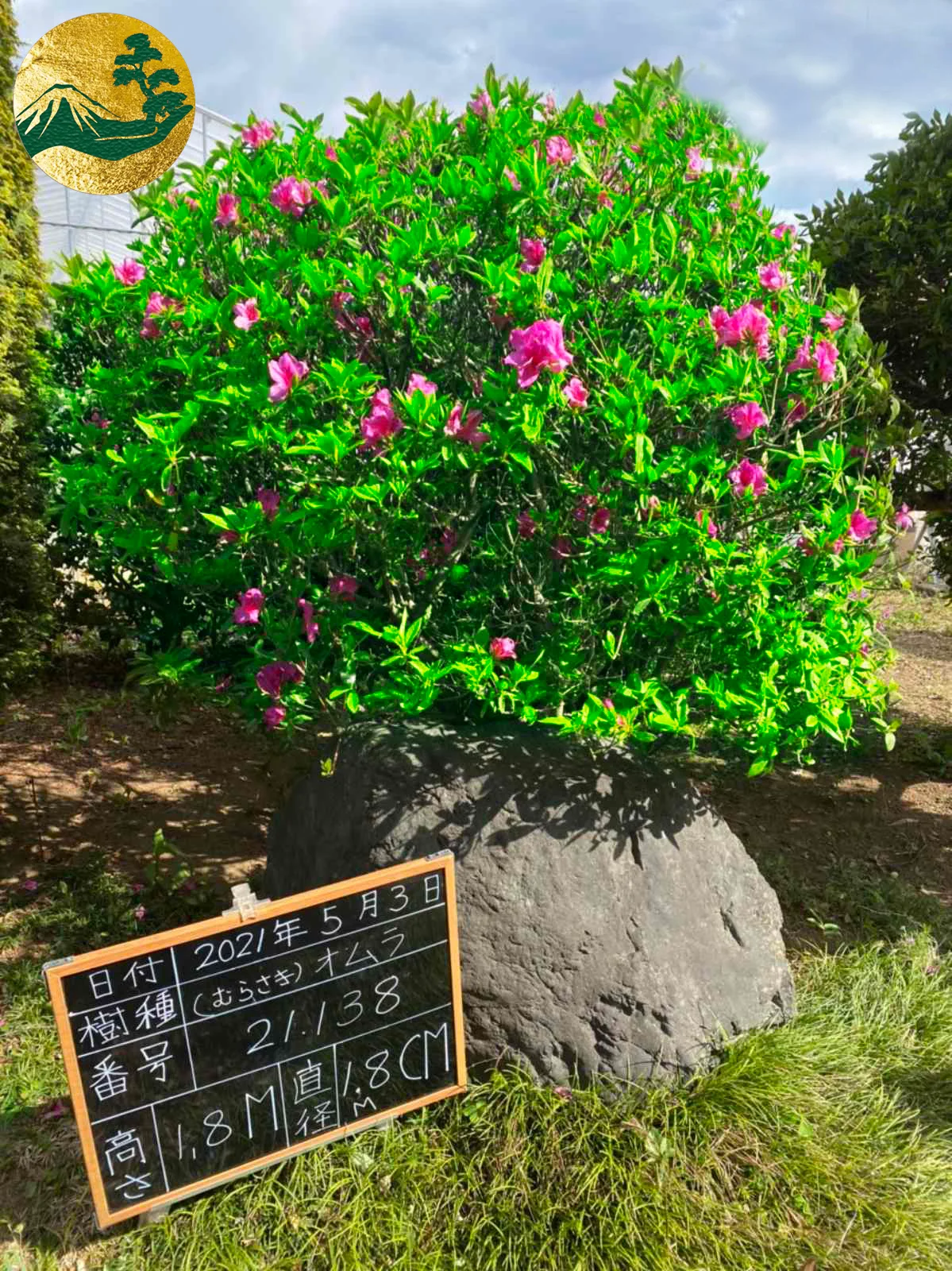 Đỗ Quyên 21138 – ảnh 2