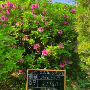 Đỗ Quyên 21140 – ảnh 2