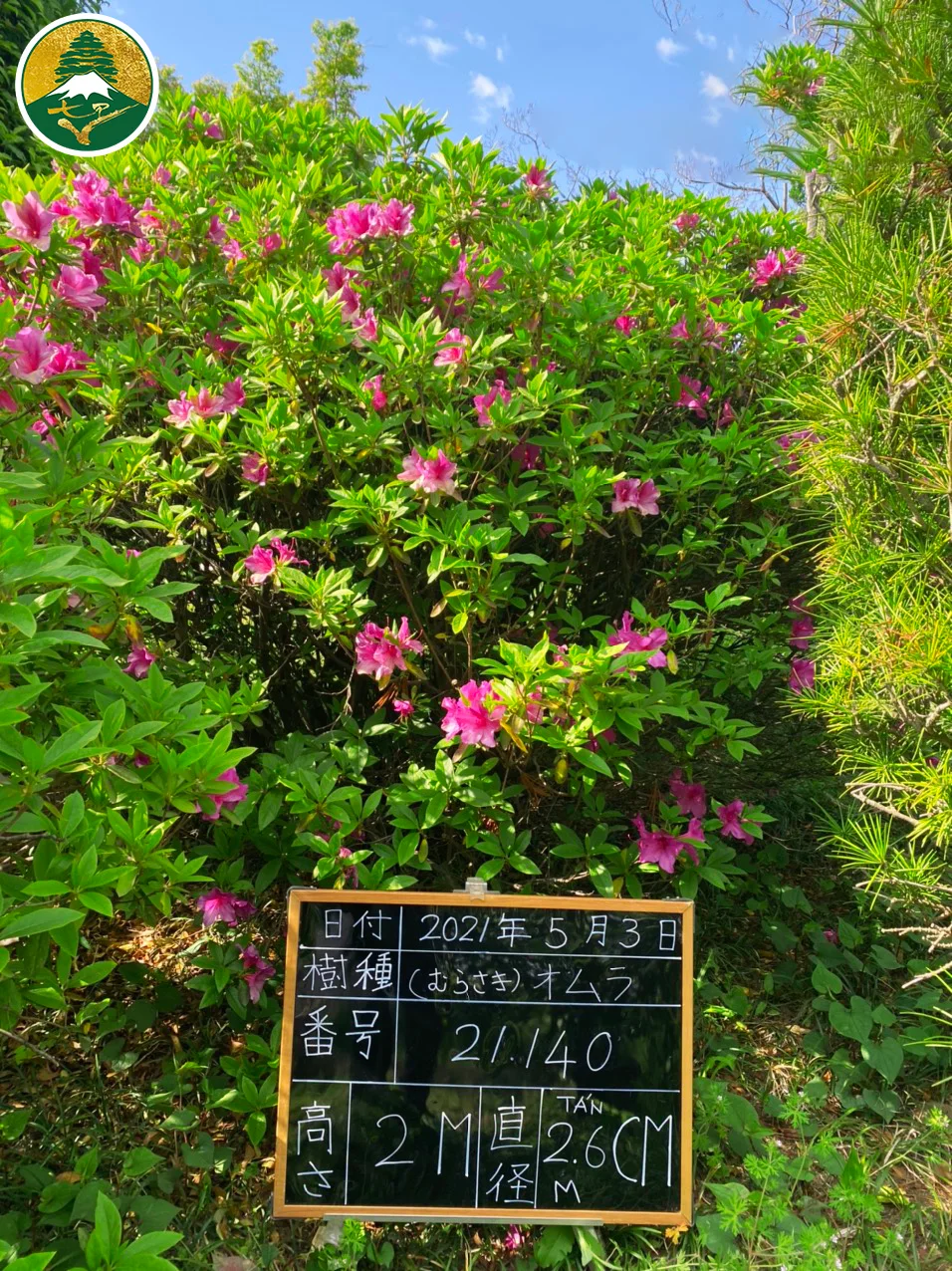 Đỗ Quyên 21140 – ảnh 2