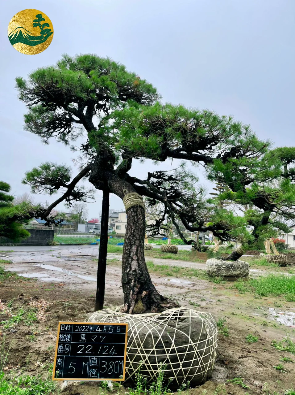 Thông Đen 22124 – ảnh 3