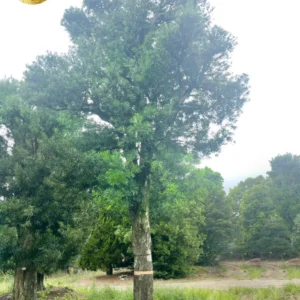 Tùng La Hán 22290 – ảnh 2