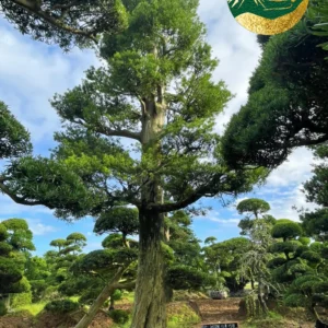 Tùng La Hán 22643 – ảnh 2