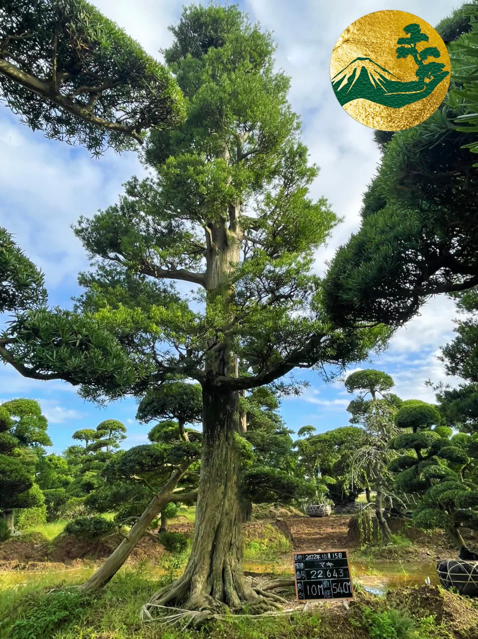 Tùng La Hán 22643 – ảnh 2