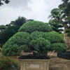Tùng Xà 22752
