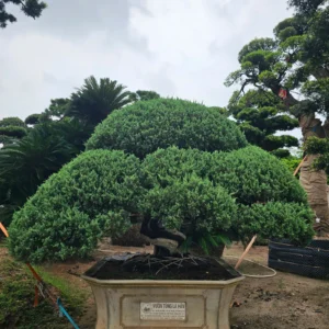 Tùng Xà 22752