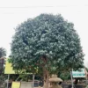 Hoa Trà 242609