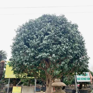 Hoa Trà 242609