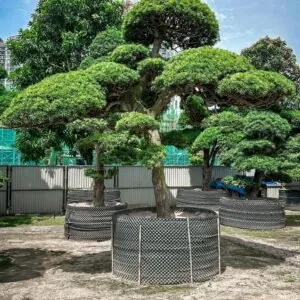 Tuyển chọn